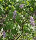vulgaris_common_lilac_20230420_MLD_MLD_2
