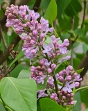 vulgaris_common_lilac_20230420_MLD_MLD_3