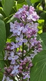 vulgaris_common_lilac_20230420_MLD_MLD_4