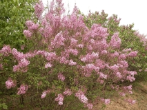 Wan_Hua_Zi_IBCAS_CUI_1