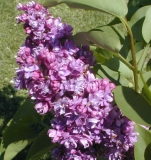 Weddle_2003_HP_MM__DM_1