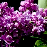 Weddle_2019_LM_CF