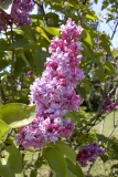 Weddle_BP__MW