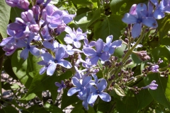Wedgwood Blue