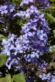 Sierra Exif JPEG