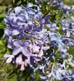 Wedgwood_Blue_20170501_DA_MLD_1