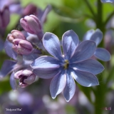 Wedgwood_Blue_2019_LM_CF