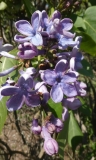 Wedgwood_Blue_20200511_DA_MLD_2