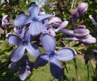 Wedgwood_Blue_20200511_DA_MLD_3
