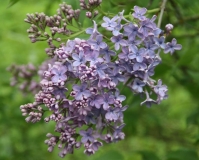 Wedgwood_Blue_20200602_Russia_TP