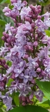 Wedgwood_Blue_20210427_BLBG_MLD_2