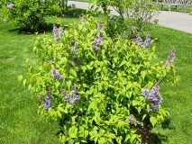 Wedgwood_Blue_20210428_NYBG_MLD_1