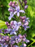 Wedgwood_Blue_20210428_NYBG_MLD_3