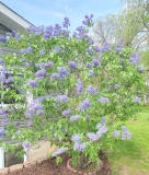 Wedgwood_Blue_20220528_KA_MLD