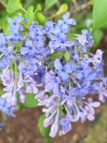 Wedgwood_Blue_20220528_KA_MLD_2