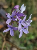 Wedgwood_Blue_20231012_MLD_MLD_2