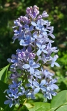 Wedgwood_Blue_20240420_MLD_MLD