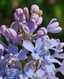 Wedgwood_Blue_20240420_MLD_MLD_2