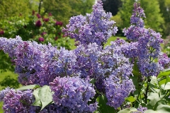 Wedgwood_Blue_CH_1