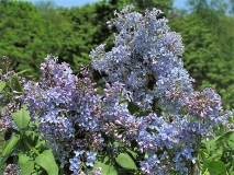 Wedgwood_Blue_CH_2