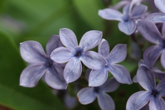 Wedgwood_Blue_TP_10