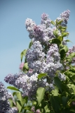 Wedgwood_Blue_TP_12