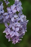 Wedgwood_Blue_TP_13