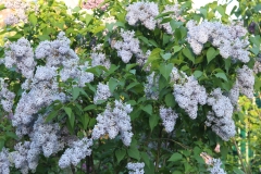 Wedgwood_Blue_TP_14