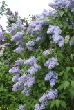 Wedgwood_Blue_TP_15