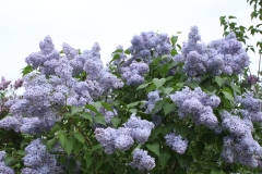 Wedgwood_Blue_TP_16