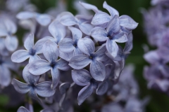Wedgwood_Blue_TP_17