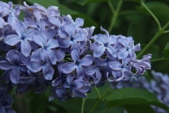 Wedgwood_Blue_TP_18