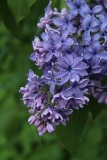 Wedgwood_Blue_TP_19