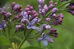 Wedgwood_Blue_TP_2