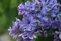 Wedgwood_Blue_TP_20