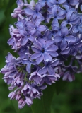 Wedgwood_Blue_TP_21