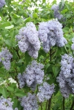 Wedgwood_Blue_TP_22