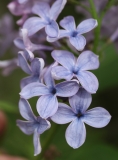 Wedgwood_Blue_TP_23
