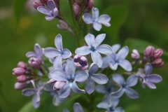 Wedgwood_Blue_TP_4