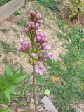 Wedgwood_Blue_first_bloom_ever_and_in_October_202210_MLD_MLD
