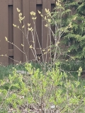 Westons_Rainbow_20230405_MLD_MLD