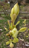 Westons_Rainbow_20230405_MLD_MLD_3