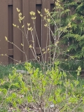 Westons_Rainbow_20230405_MLD_MLD_4