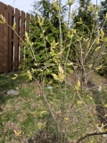 Westons_Rainbow_20240331_MLD_MLD_6