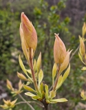 Westons_Rainbow_20240405_MLD_MLD