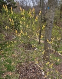 Westons_Rainbow_20240405_MLD_MLD_2