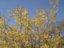 Westons_Rainbow_WN_WM_2