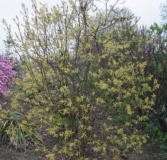 Westons_Rainbow_WN_WM_5