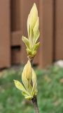 Westons_Rainbow_colored_leaf_bud_20220404_GDD131_MLD_MLD_2