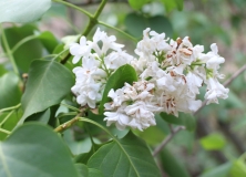 White_Cloud_2019_DG_NS